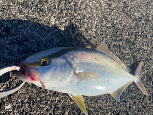 ネリゴの釣果