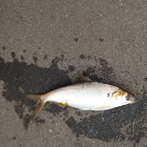 コノシロの釣果