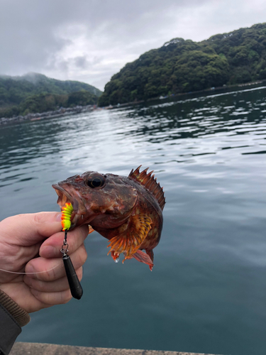 ガシラの釣果