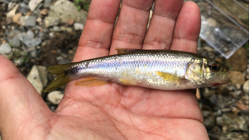 カワムツの釣果