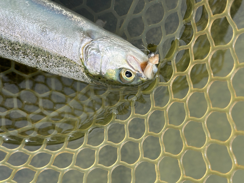 ニジマスの釣果