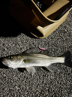 フッコ（マルスズキ）の釣果