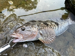 アイナメの釣果