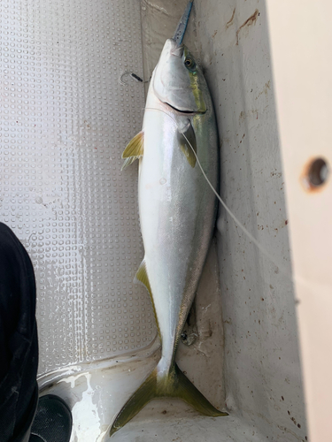 メジロの釣果