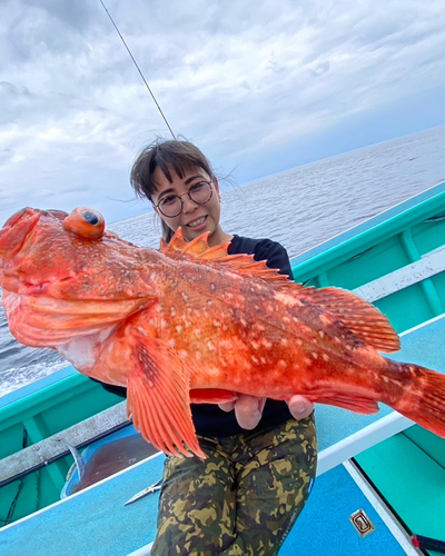 ウッカリカサゴの釣果