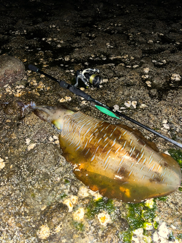 アオリイカの釣果