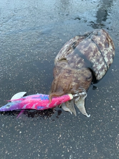 コウイカの釣果