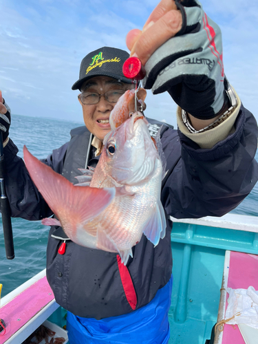 マダイの釣果