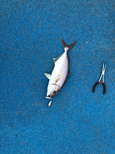 ショゴの釣果