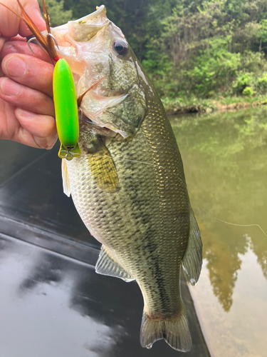 ラージマウスバスの釣果