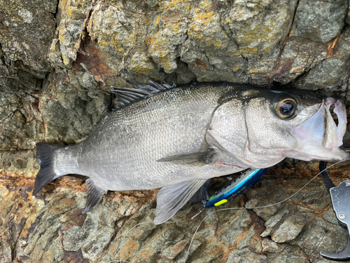 ヒラスズキの釣果