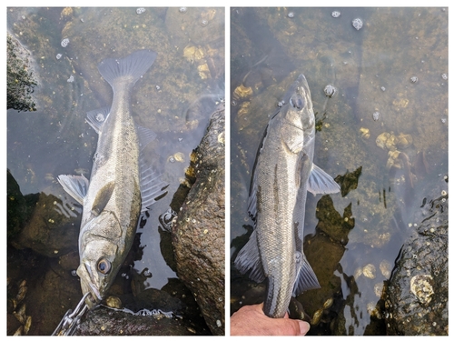 セイゴ（マルスズキ）の釣果