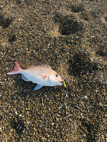 タイの釣果