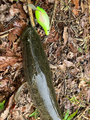 ライギョの釣果