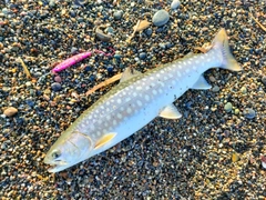 アメマスの釣果