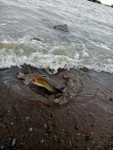 アメリカナマズの釣果