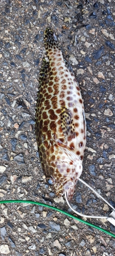 カンモンハタの釣果