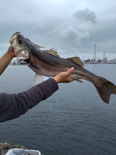 スズキの釣果