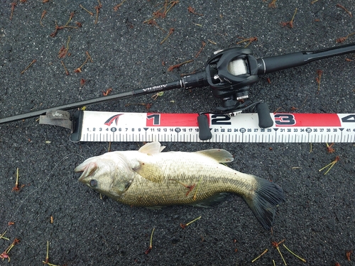 ブラックバスの釣果