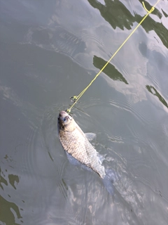 フナの釣果