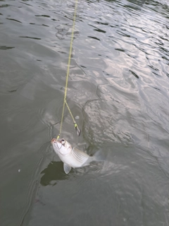 ボラの釣果