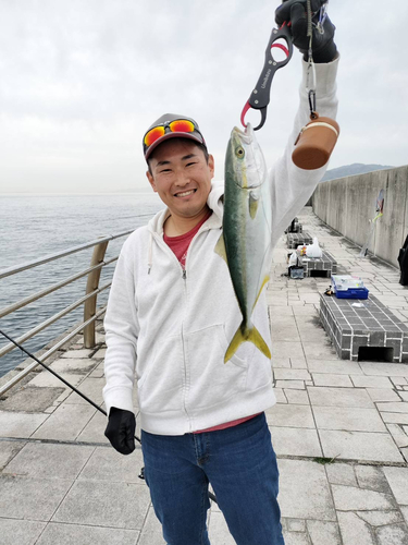 ハマチの釣果