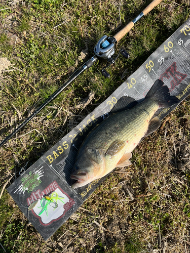 ブラックバスの釣果