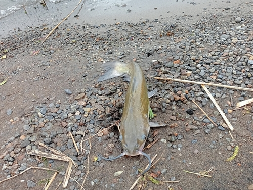 アメリカナマズの釣果