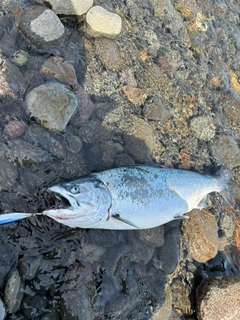 サクラマスの釣果