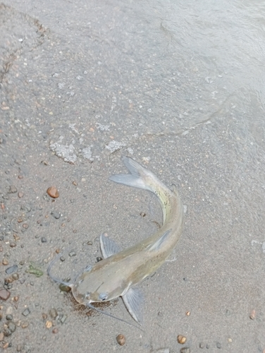 アメリカナマズの釣果