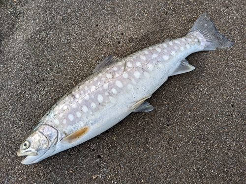 アメマスの釣果