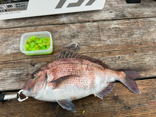 マダイの釣果