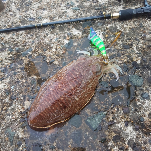 コウイカの釣果