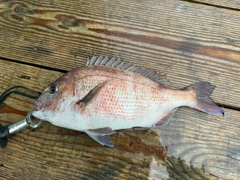 マダイの釣果