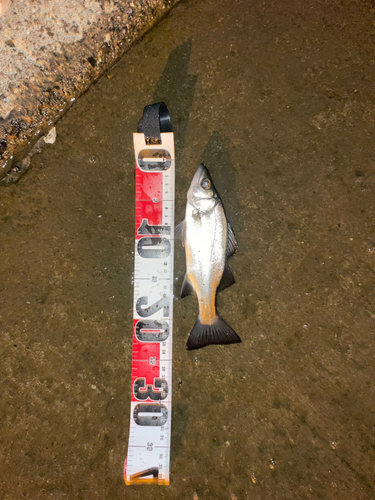 セイゴ（マルスズキ）の釣果