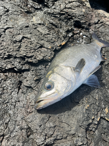 ヒラスズキの釣果