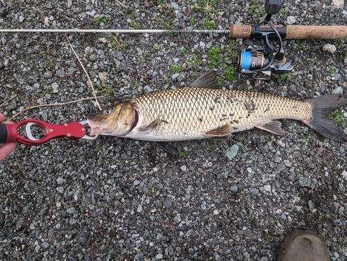 ニゴイの釣果