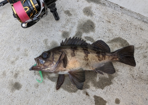 メバルの釣果