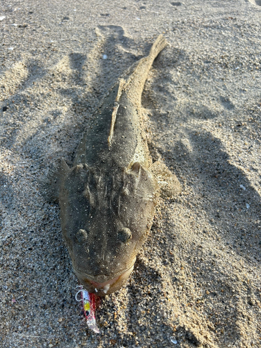 マゴチの釣果