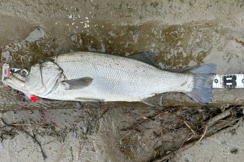 ヒラスズキの釣果