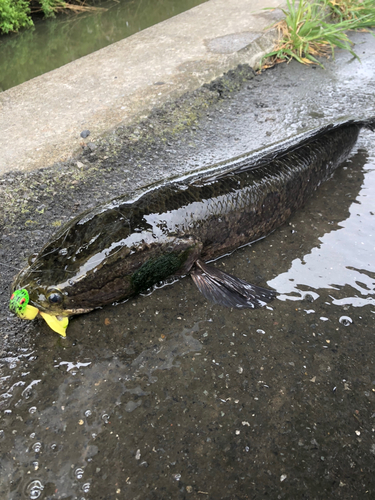 ライギョの釣果