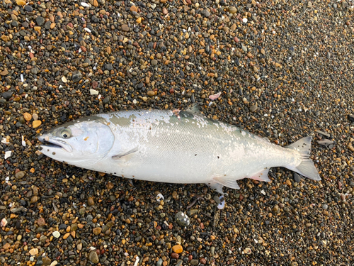 サクラマスの釣果