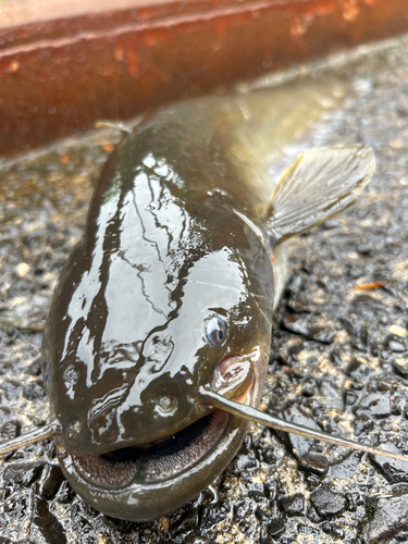 ナマズの釣果