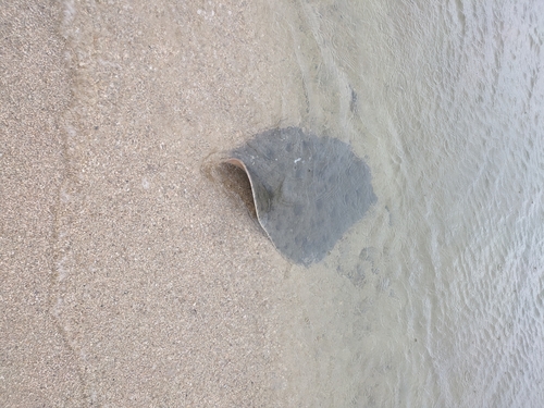 ツバクロエイの釣果