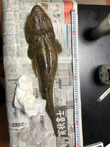 マゴチの釣果