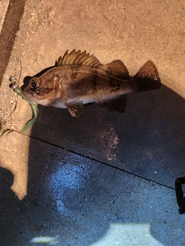 メバルの釣果