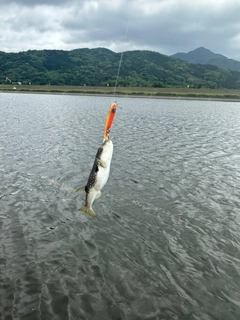 クサフグの釣果