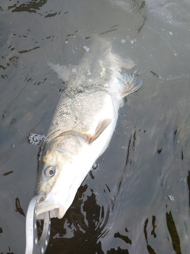 ウグイの釣果