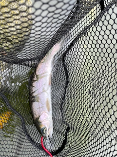 ニジマスの釣果