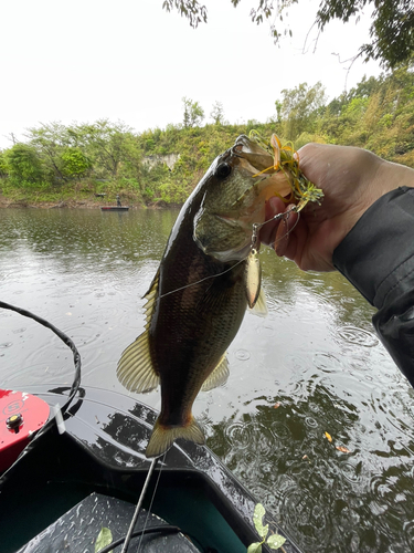 ラージマウスバスの釣果